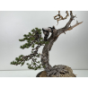Pinus sylvestris - pino silvestre europeo - I-6985 vista 2