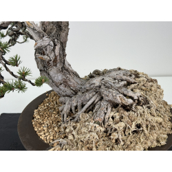 Pinus sylvestris - pino silvestre europeo - I-6985 vista 3