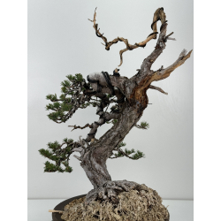 Pinus sylvestris - pino silvestre europeo - I-6985 vista 4