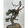 Pinus sylvestris I-6985 view 4