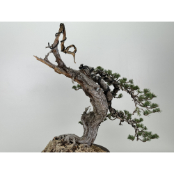 Pinus sylvestris - pino silvestre europeo - I-6985 vista 5