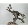Pinus sylvestris I-6985 view 5
