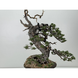 Pinus sylvestris - pino silvestre europeo - I-6985 vista 6
