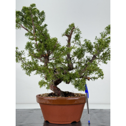 Juniperus chinensis itoigawa I-6986