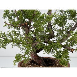 Juniperus chinensis itoigawa I-6986 view 2