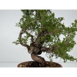 Juniperus chinensis itoigawa I-6986 view 3