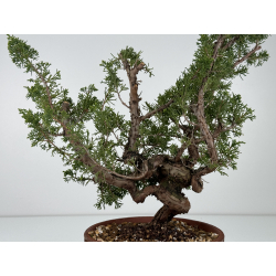 Juniperus chinensis itoigawa I-6986 view 4