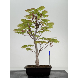 Acer palmatum itaya meigetsu I-6987