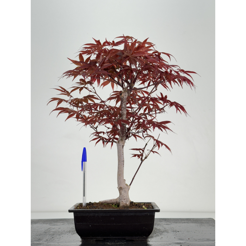 Acer palmatum shojo-nomura I-6988