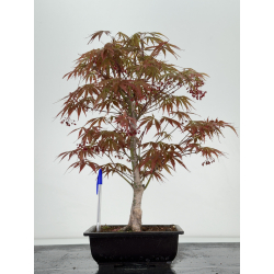 Acer palmatum beni kagami I-6989
