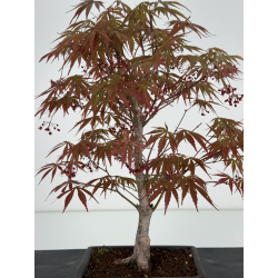 Acer palmatum beni kagami I-6989 vista 2