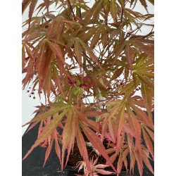 Acer palmatum beni kagami I-6989 vista 3