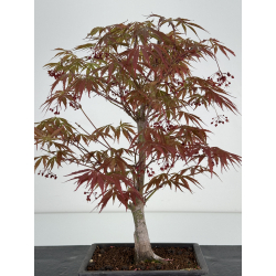 Acer palmatum beni kagami I-6989 vista 4