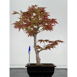 Acer palmatum yugure I-6990
