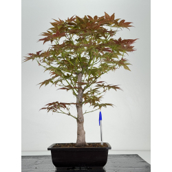 Acer palmatum yugure I-6992
