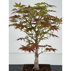 Acer palmatum yugure I-6992 vista 4