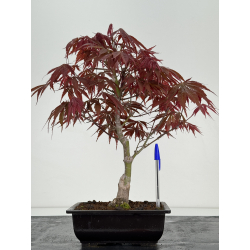 Acer palmatum beni kagami I-6993