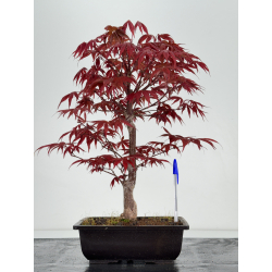 Acer palmatum shojo-nomura I-6994