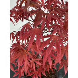 Acer palmatum shojo-nomura I-6994 vista 3