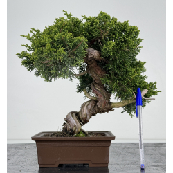 Juniperus chinensis itoigawa I-6995