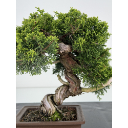 Juniperus chinensis itoigawa I-6995 vista 2