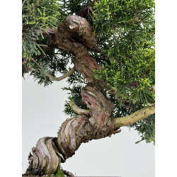 Juniperus chinensis itoigawa I-6995 view 3