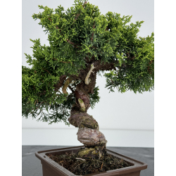 Juniperus chinensis itoigawa I-6995 vista 4