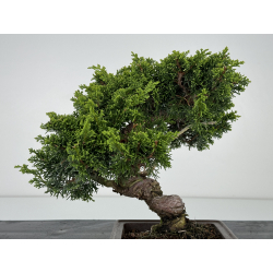 Juniperus chinensis itoigawa I-6995 vista 5