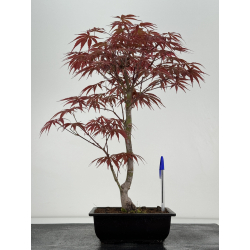 Acer palmatum beni kagami I-6996