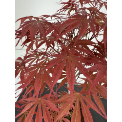 Acer palmatum beni kagami I-6996 vista 3