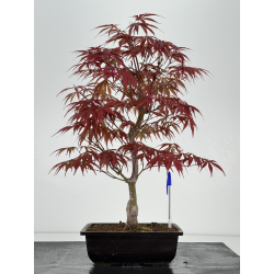 Acer palmatum beni kagami I-6997