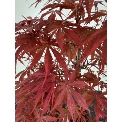 Acer palmatum beni kagami I-6997 view 3