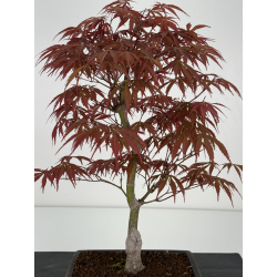 Acer palmatum beni kagami I-6997 vista 4