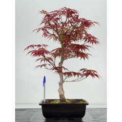 Acer palmatum beni kagami I-6999