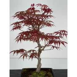 Acer palmatum beni kagami I-6999 vista 4