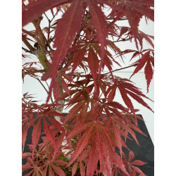 Acer palmatum beni kagami I-6999 vista 3