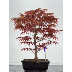 Acer palmatum shojo-nomura I-7000