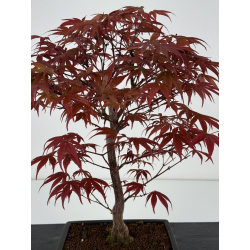 Acer palmatum shojo-nomura I-7000 vista 2