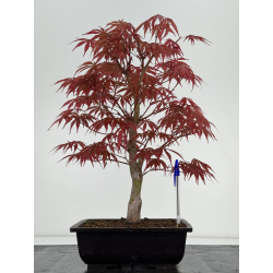 Acer palmatum beni kagami I-7001