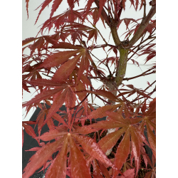 Acer palmatum beni kagami I-7001 view 3