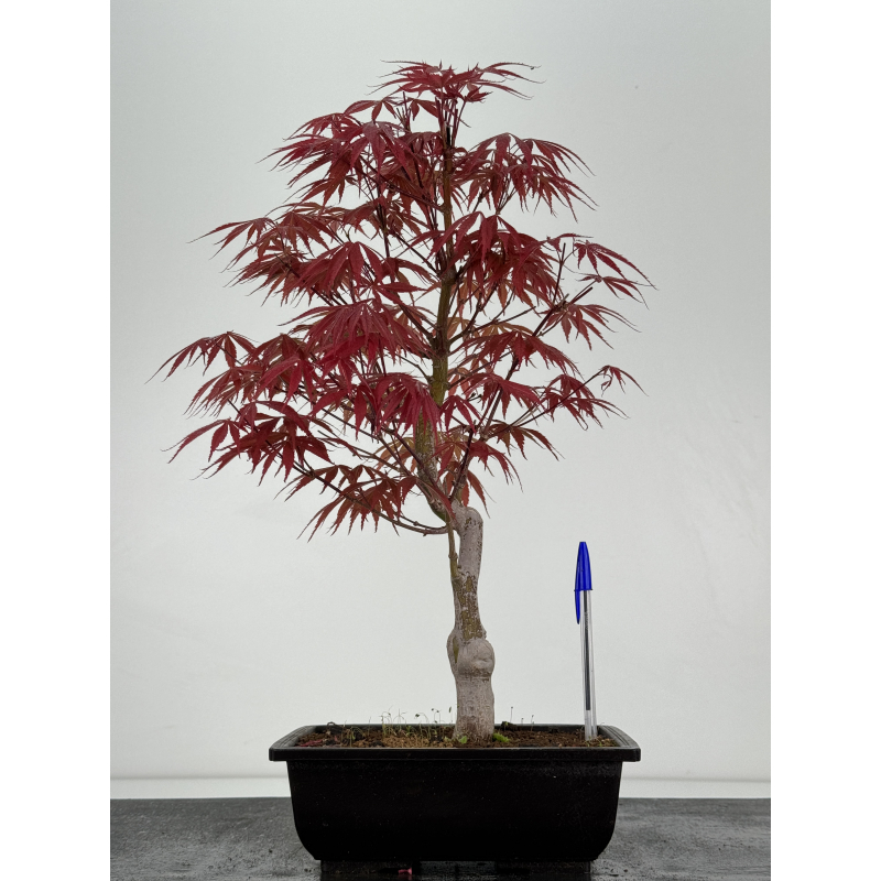 Acer palmatum beni kagami I-7002