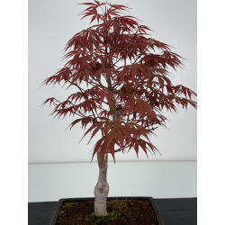 Acer palmatum beni kagami I-7002 vista 3