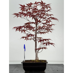 Acer palmatum beni kagami I-7003