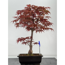Acer palmatum shojo-nomura I-7004
