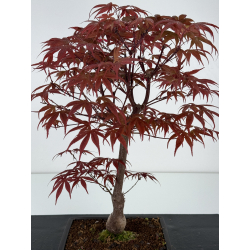 Acer palmatum shojo-nomura I-7004 vista 2