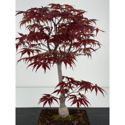 Acer palmatum shojo-nomura I-7004 vista 3