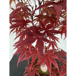 Acer palmatum shojo-nomura I-7004 vista 4