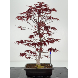Acer palmatum shojo-nomura I-7005