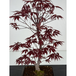 Acer palmatum shojo-nomura I-7005 vista 2