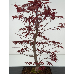 Acer palmatum shojo-nomura I-7005 view 4